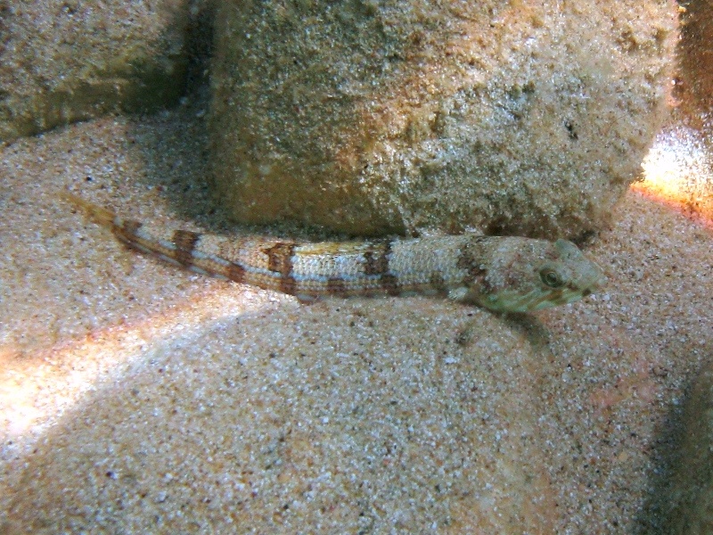 Synodus saurus - Pesce lucertola